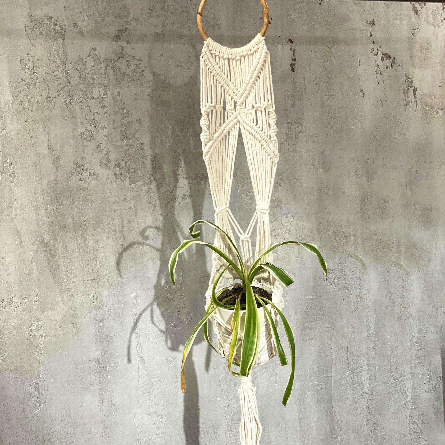 Cotton Macrame Pot Holder – Long Rattan Hoop 100 CM hanging cotton macrame plant holder with rattan hoop and potted plant on wall