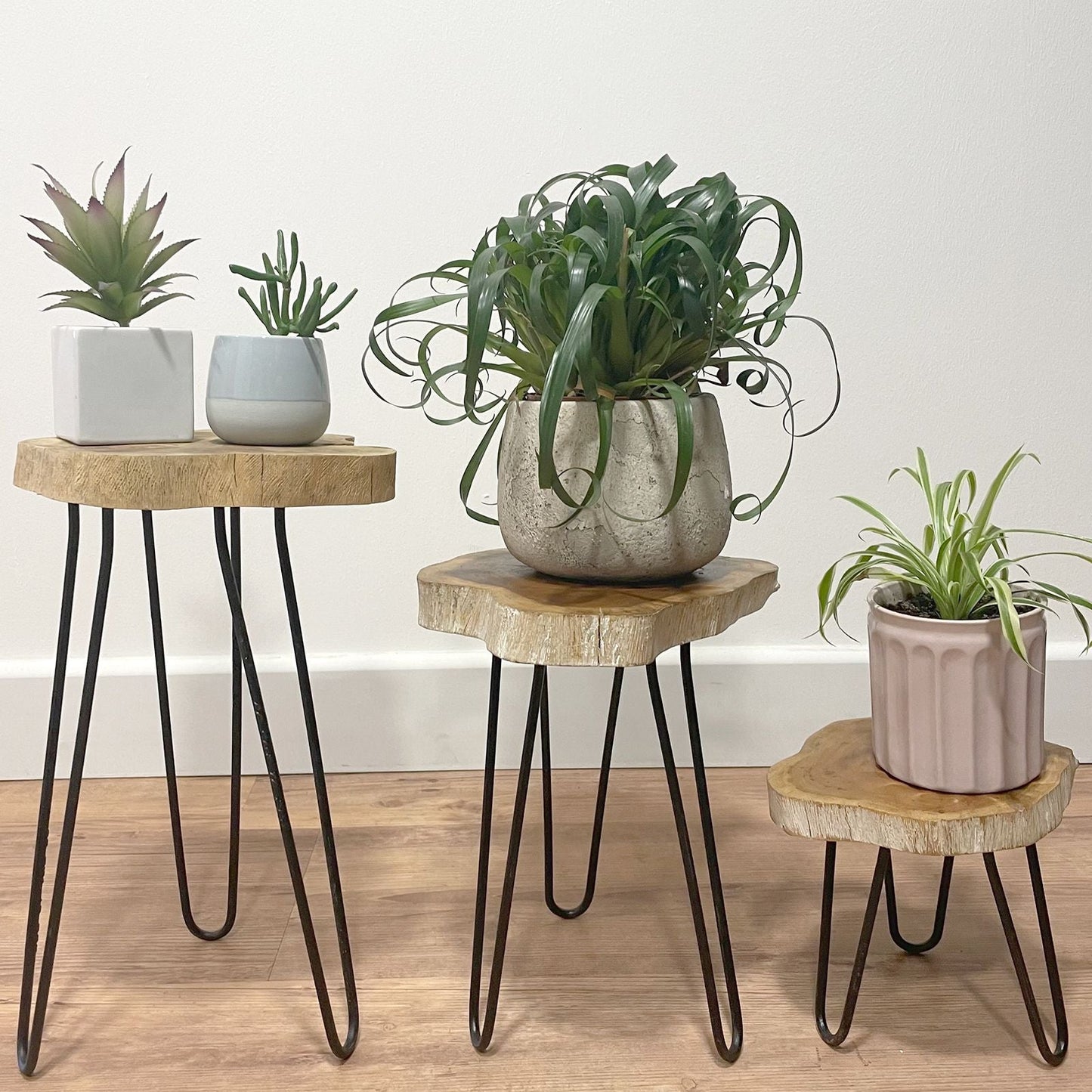 Gamal Wood Plant Stands – Greenwash Set of 3 with hairpin legs, three round wooden stands displaying potted plants