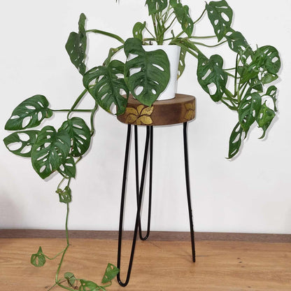 Albesia träväxtställ – naturlig med gulddetalj med vit kruka och hängande monstera på svarta ben i metall