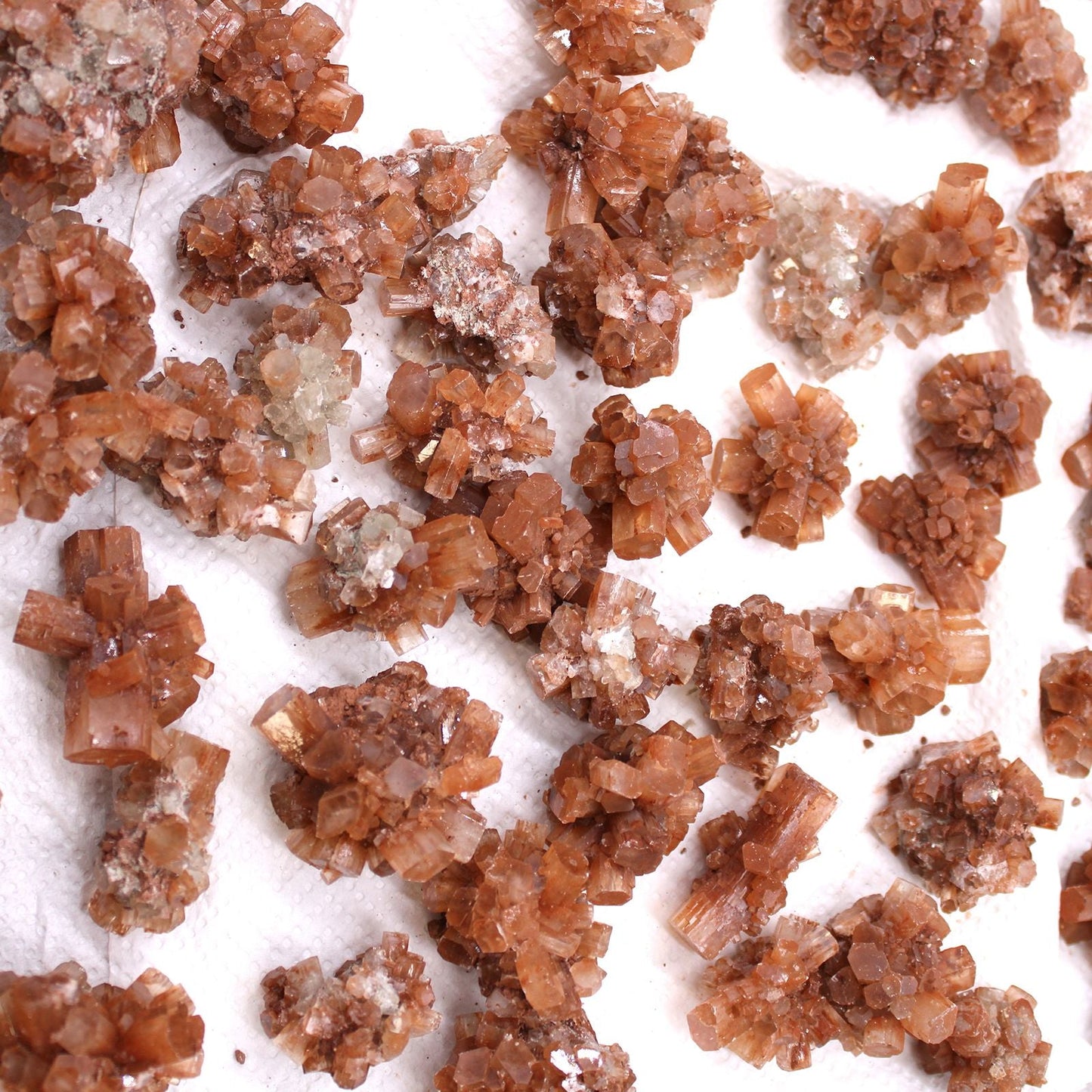 Aragonite Rare Mineral Specimens – 20 Pieces, cristales marrón rojizo con formaciones ramificadas de Marruecos sobre fondo blanco