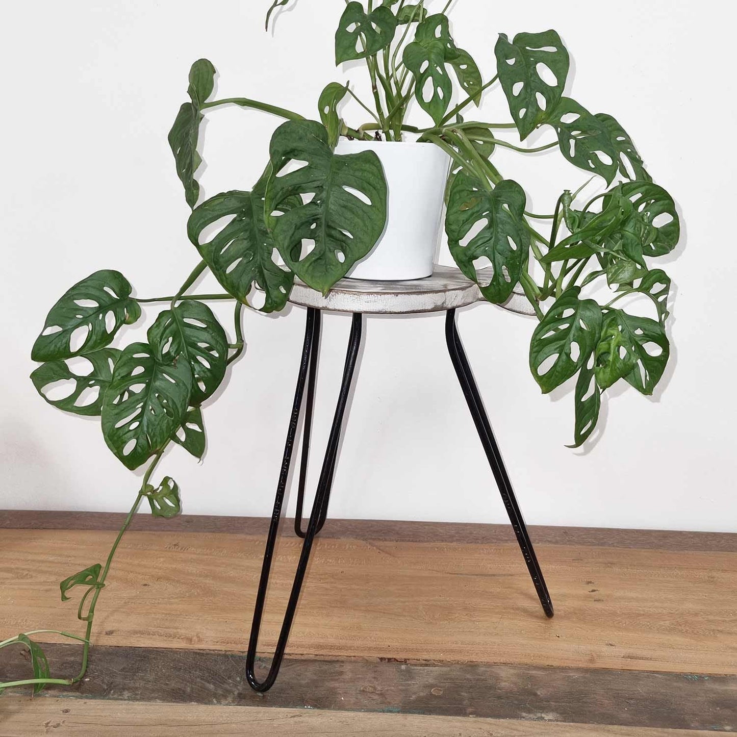 Albasia trä fiskställ - vitkalkad