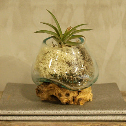 Molten Glass on Wood – Small Bowl