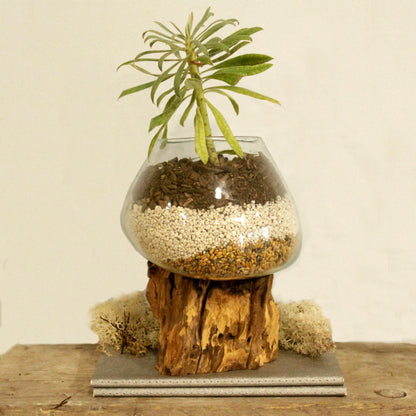 Molten Glass on Wood – Large Bowl