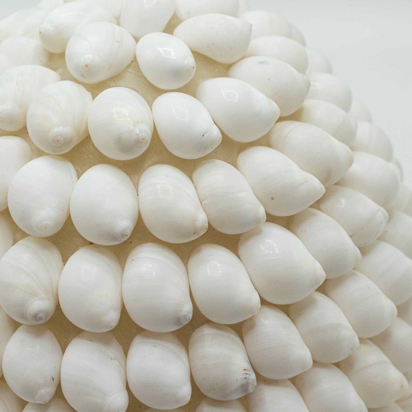 Alt Tag: Buting Sea Shell Lamp – Oval 15CM, detalle de conchas marinas blancas naturales sobre pantalla decorativa