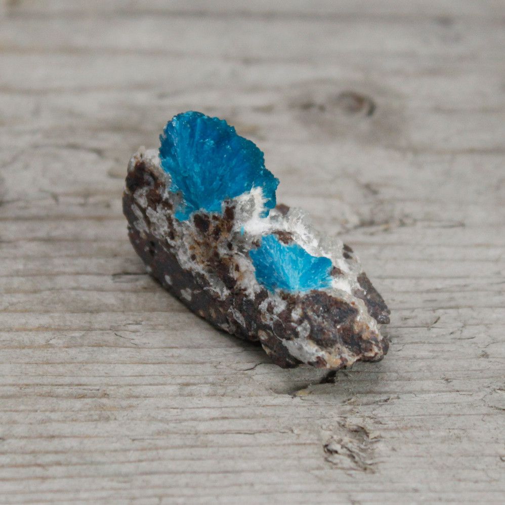 Cavansit med matrix – 30–40 MM naturligt mineralprov med livfullt blå cavansitkristaller på vulkanisk matrix, närbild