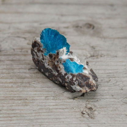 Cavansit med matrix – 30–40 MM naturligt mineralprov med livfullt blå cavansitkristaller på vulkanisk matrix, närbild