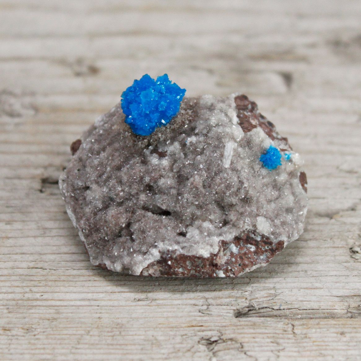 Cavansit med matrix – 30–40 MM-exemplar med intensivt blå cavansitkristaller på grå vulkanisk matrix, naturlig mineral närbild