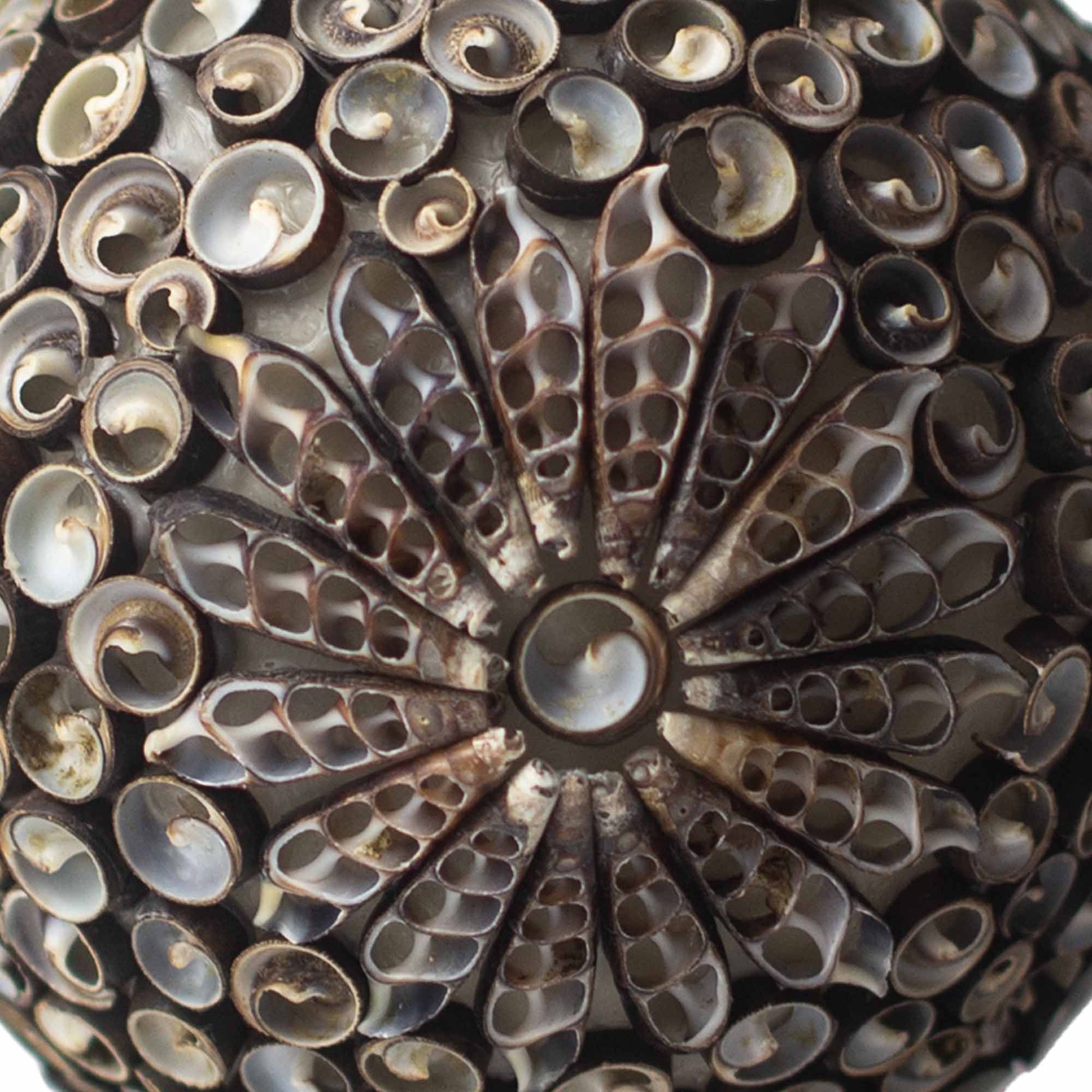 Alt Tag: Lámpara Chocolate Twist Shell – Square 15CM detalle de conchas naturales en patrón circular, diseño boho artesanal de Bali