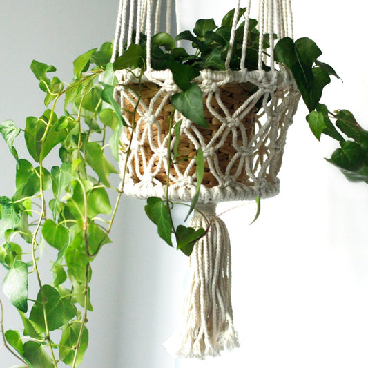 Alt Tag: Cotton Macrame Pot Holder – Double Hanger holding a potted trailing plant, natural cotton macrame double hanger with tassel