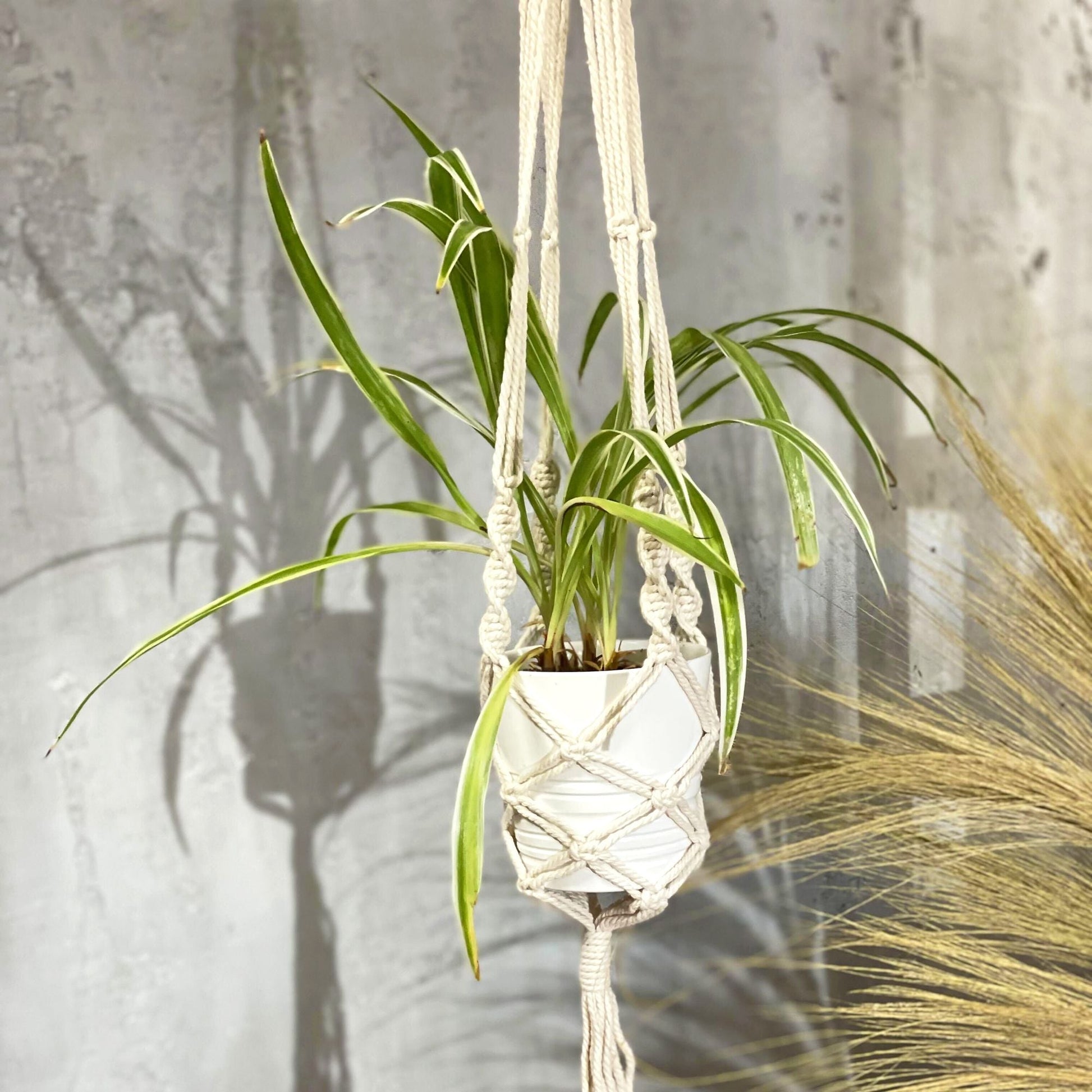Cotton Macrame Pot Holder – Large 90x15 CM cream cotton macrame plant hanger holding white pot with green spider plant