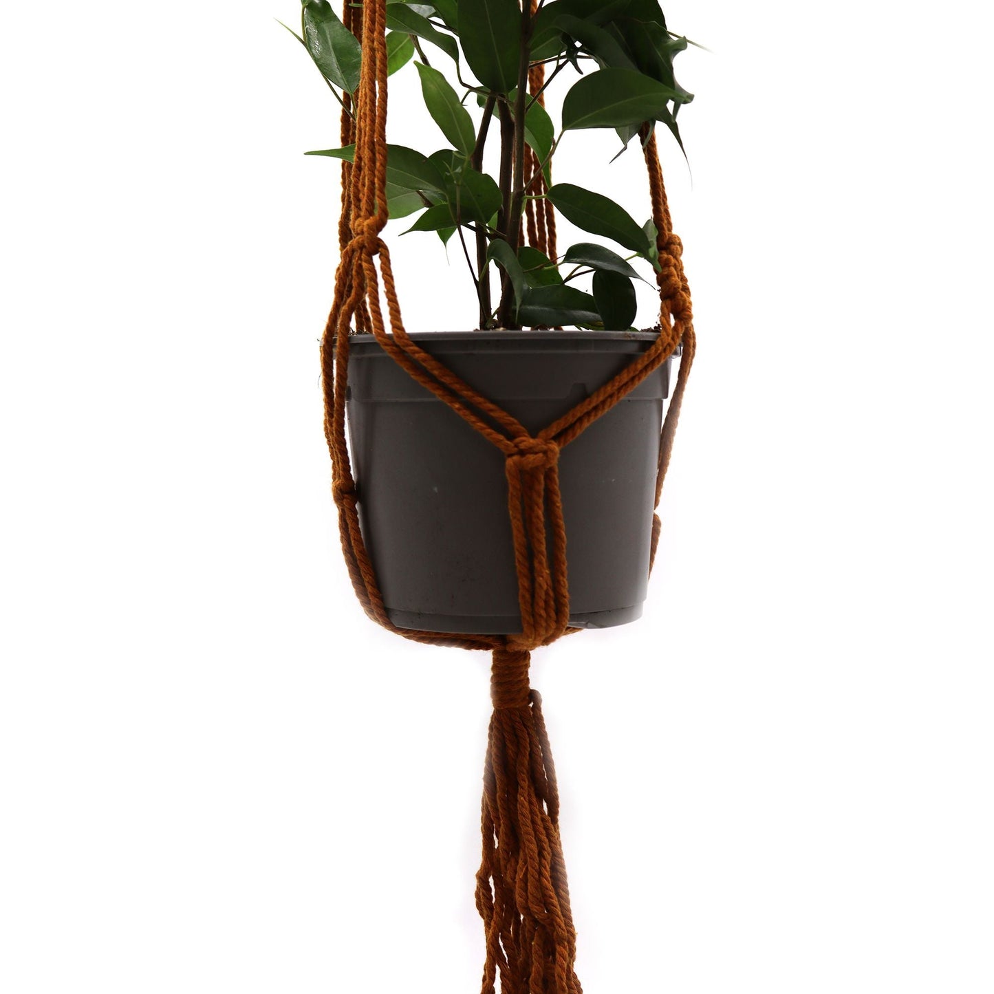 Cotton Macrame Pot Holder – Medium Chocolate holding black planter with green plant, chocolate cotton macrame hanger