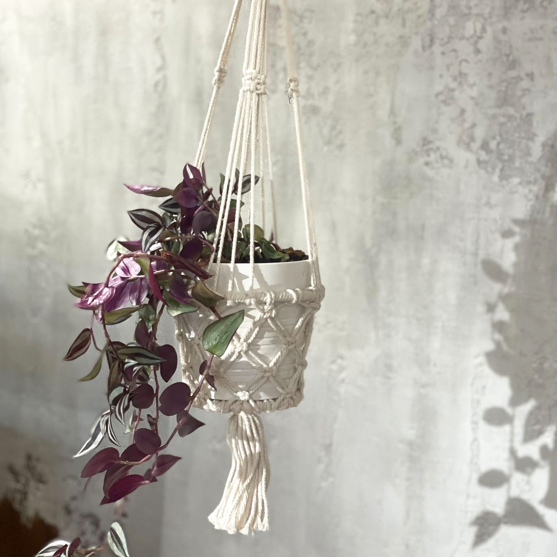 Cotton Macrame Pot Holder – Single Small 75x7 CM holding a small hanging planter with trailing purple leaves, handcrafted cotton macrame