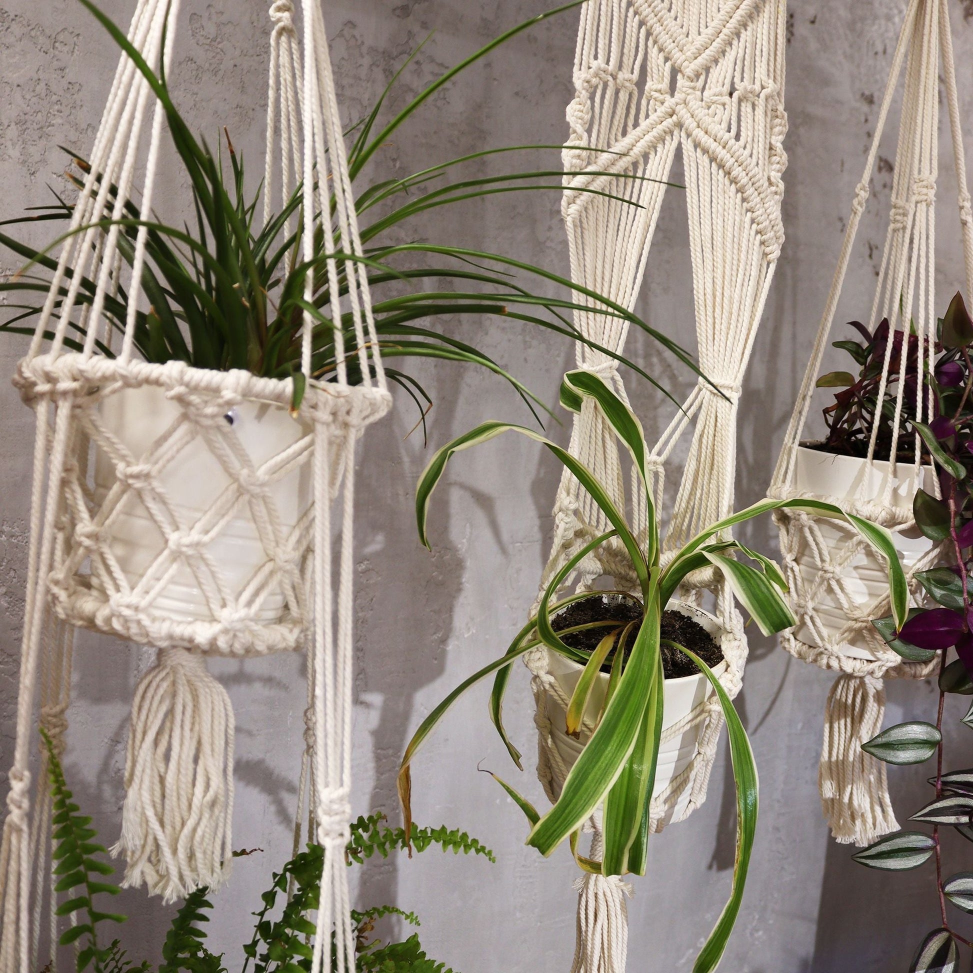 Alt Tag: Cotton Macrame Pot Holder – Single Small 75x7 CM holding indoor plants, handcrafted cotton macrame hanger, natural minimalist decor
