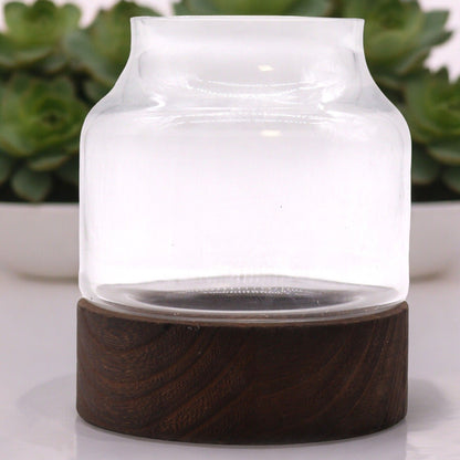 Alt Tag: Dark Tung Wood Glass Terrarium – 16x18 CM with clear glass top and dark tung wood base, modern tabletop plant display