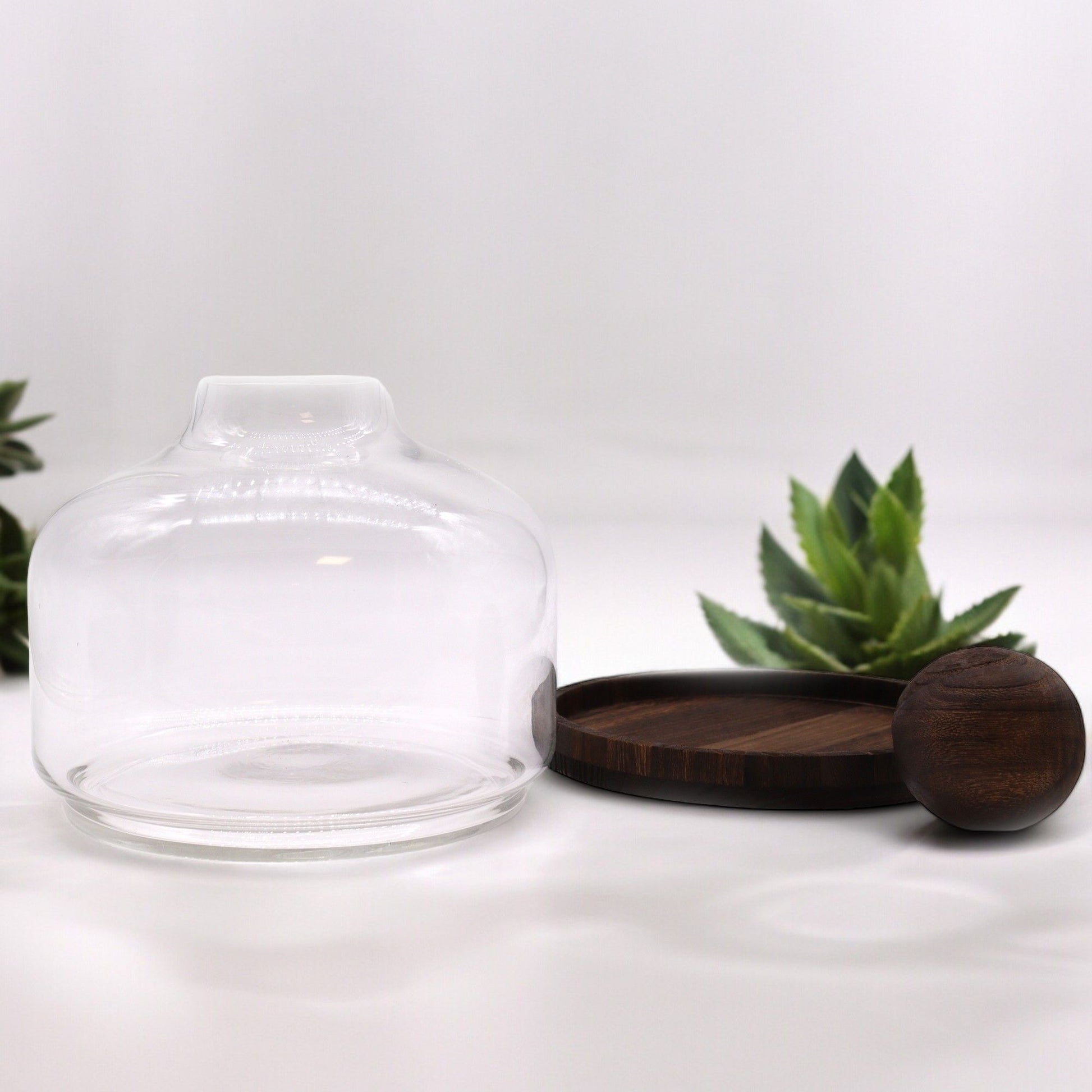 Alt Tag: Dark Tung Wood Glass Terrarium – 23x23 CM with clear glass dome and dark tung wood base, modern rustic tabletop display