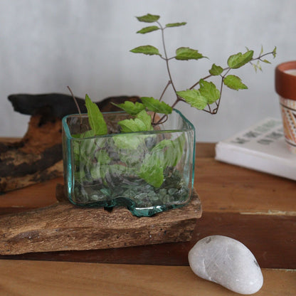 Gamal Wood Molten Glass – liten skål, skål i återvunnet glas på balinesiskt Gamal-träställ, fyrkantigt glaskärl med växt på bordet
