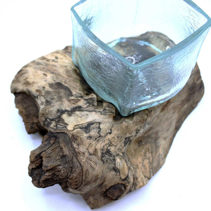 Gamal Wood Molten Glass Tank – Unique Display Piece, hand-blown square glass bowl molded on natural Balinese gamal wood root