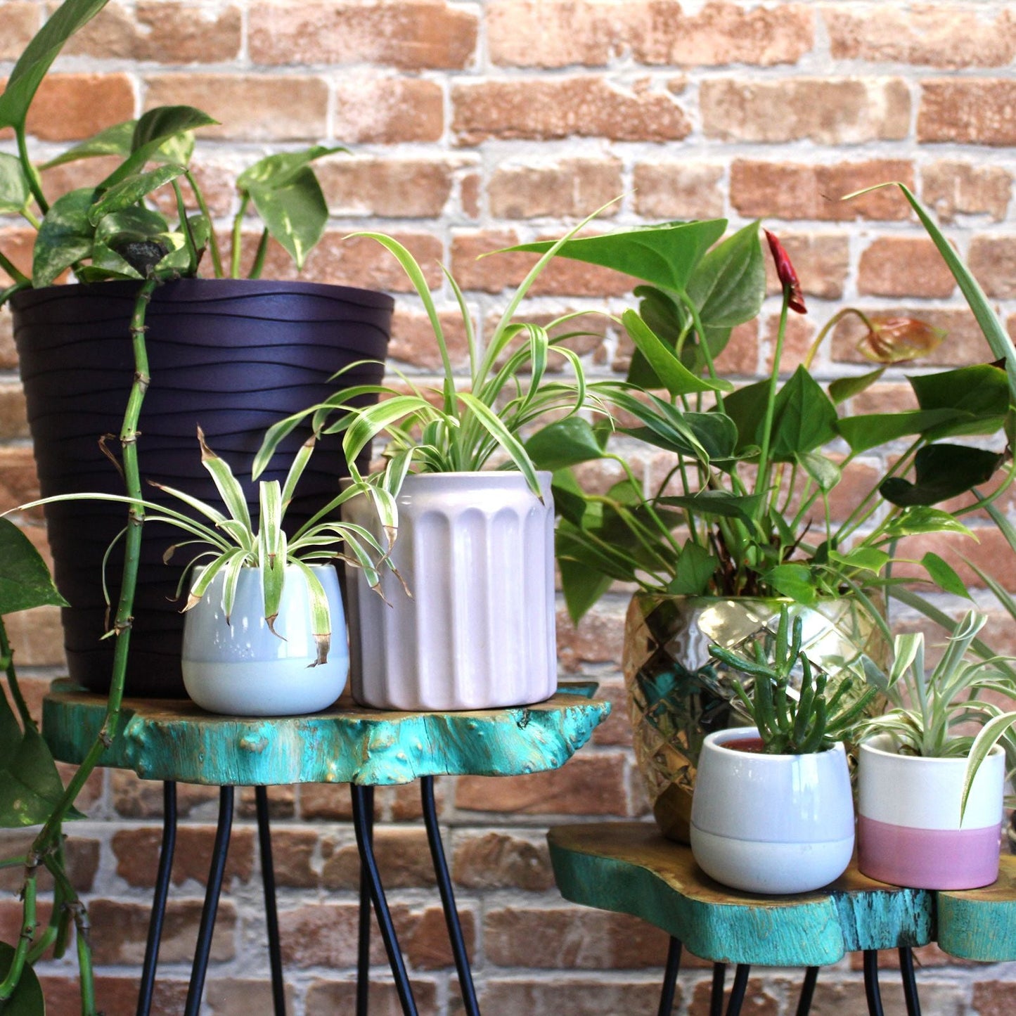 Alt-tagg: Gamal Wood Plant Stands – Greenwash Set of 3 med dekorativa krukor och inomhusväxter, design med hairpin-ben