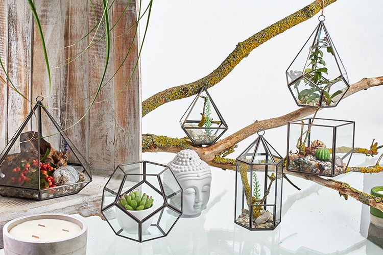 Glass & Brass Cube Terrarium – 10.5 CM glass and brass geometric terrarium with succulents, styled on branches for home decor