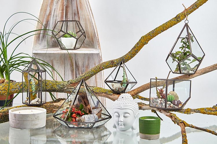 Alt Tag: Glass & Brass Cube Terrarium – 10.5 CM geometric glass and brass terrarium on branch display with small plants