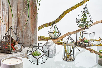 Glass & Brass Terrarium – Large Octagon hanging glass and brass geometric terrariums on tree branch with succulents