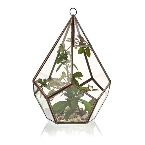 Alt Tag: Glass & Brass Terrarium – Large Pyramid con paneles de vidrio transparente y marco de latón, forma piramidal con plantas decorativas
