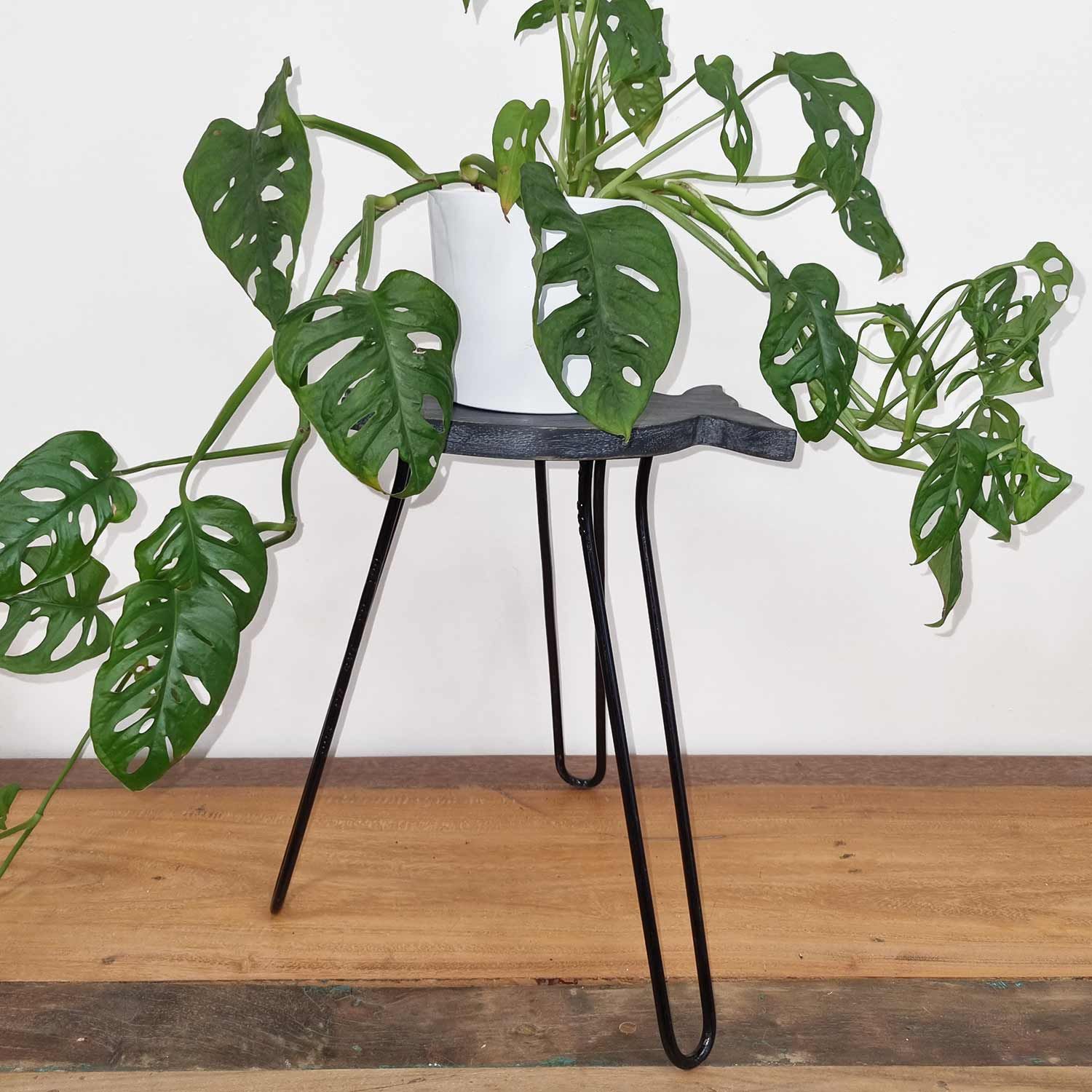 Greywash Albasia Wood Plant Stand – 37 CM con maceta blanca y planta Monstera adansonii, soporte de madera con patas metálicas