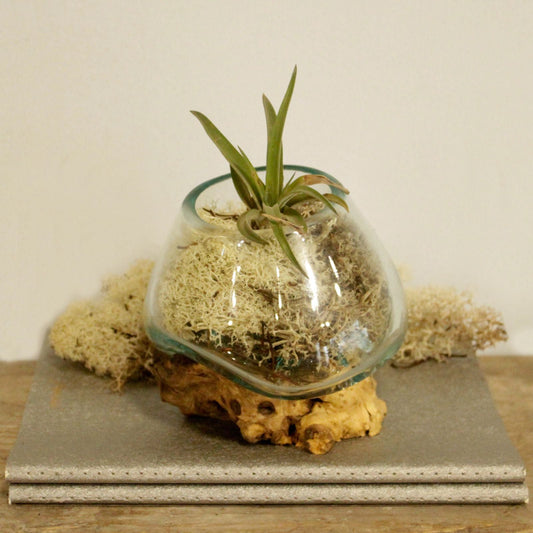 Alt Tag: Molten Glass on Wood – Small Bowl with air plant, handcrafted molten glass fused to reclaimed wood base