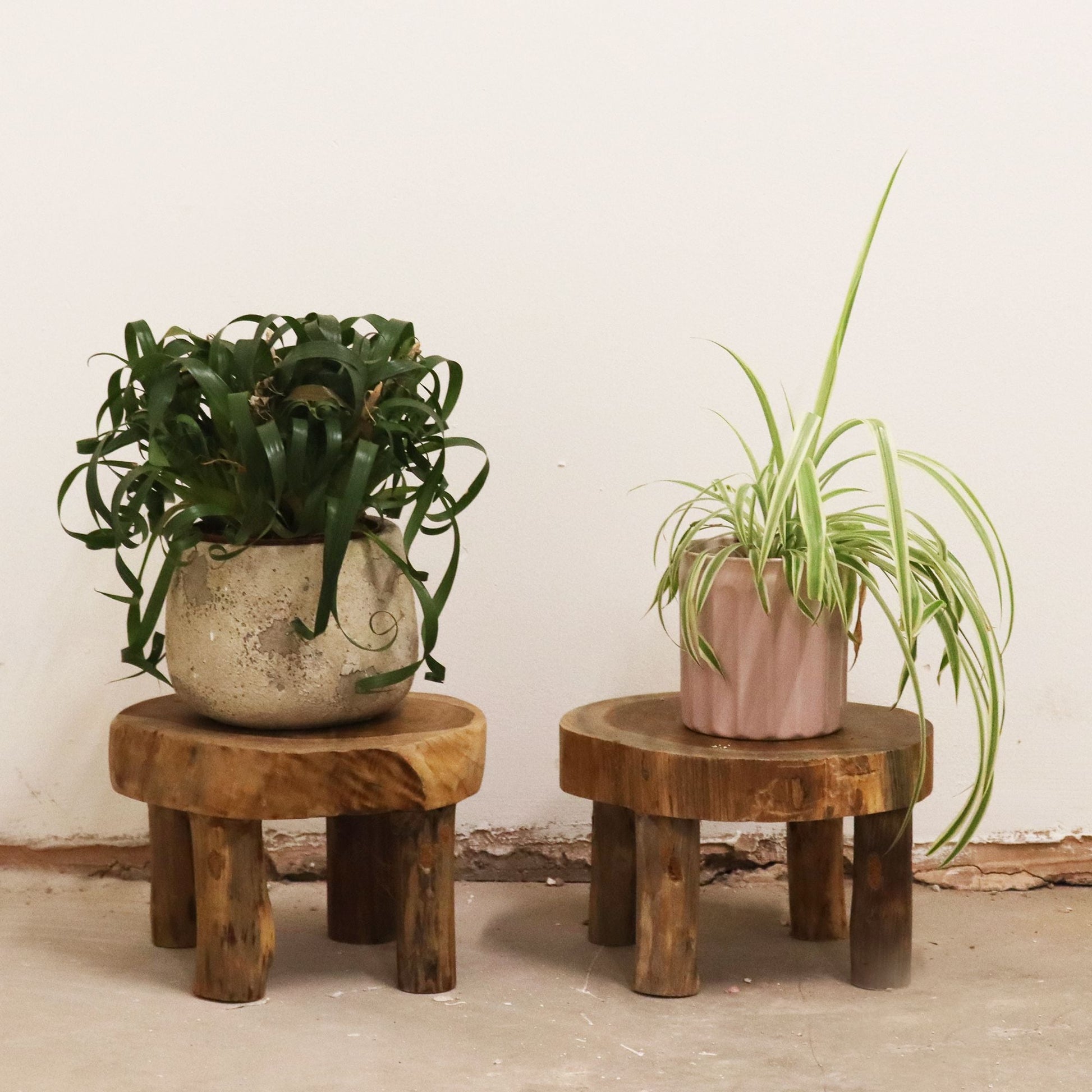 Alt Tag: Natural Teak Display Set – 27x15 CM teak wood display pads with potted plants on low round stands, natural finish