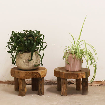 Alt Tag: Natural Teak Display Set – 27x15 CM teak wood display pads with potted plants on low round stands, natural finish