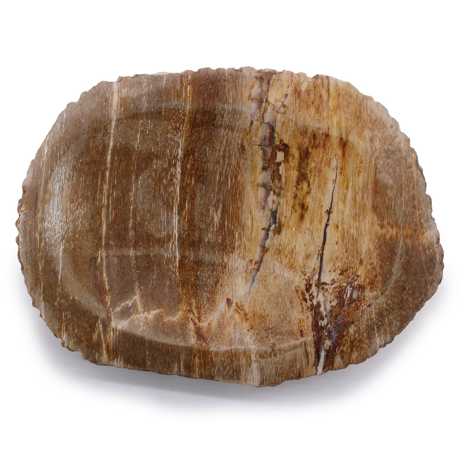 Petrified Wood Stone Soap Dish – 13x10x1.5 CM, natural petrified wood soap dish with earthy grain pattern, oval shape
