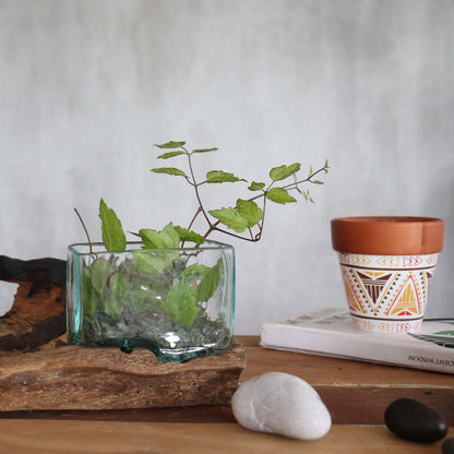 Recycled Molten Glass Bowl on Gamal Wood – Large, handmade recycled glass bowl on natural wood base with green plant styling