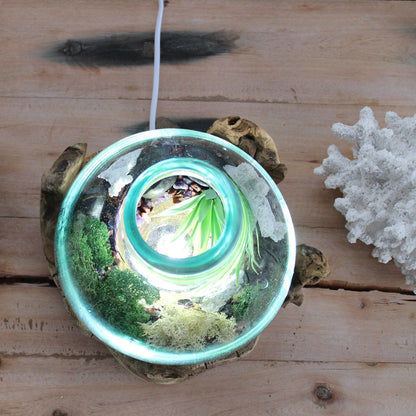 Alt-Tag: Fischschale aus recyceltem geschmolzenem Glas – 32CM Draufsicht, recycelte Glasschale, geformt auf einer Basis aus Gamal-Holz, Terrarium-Deko