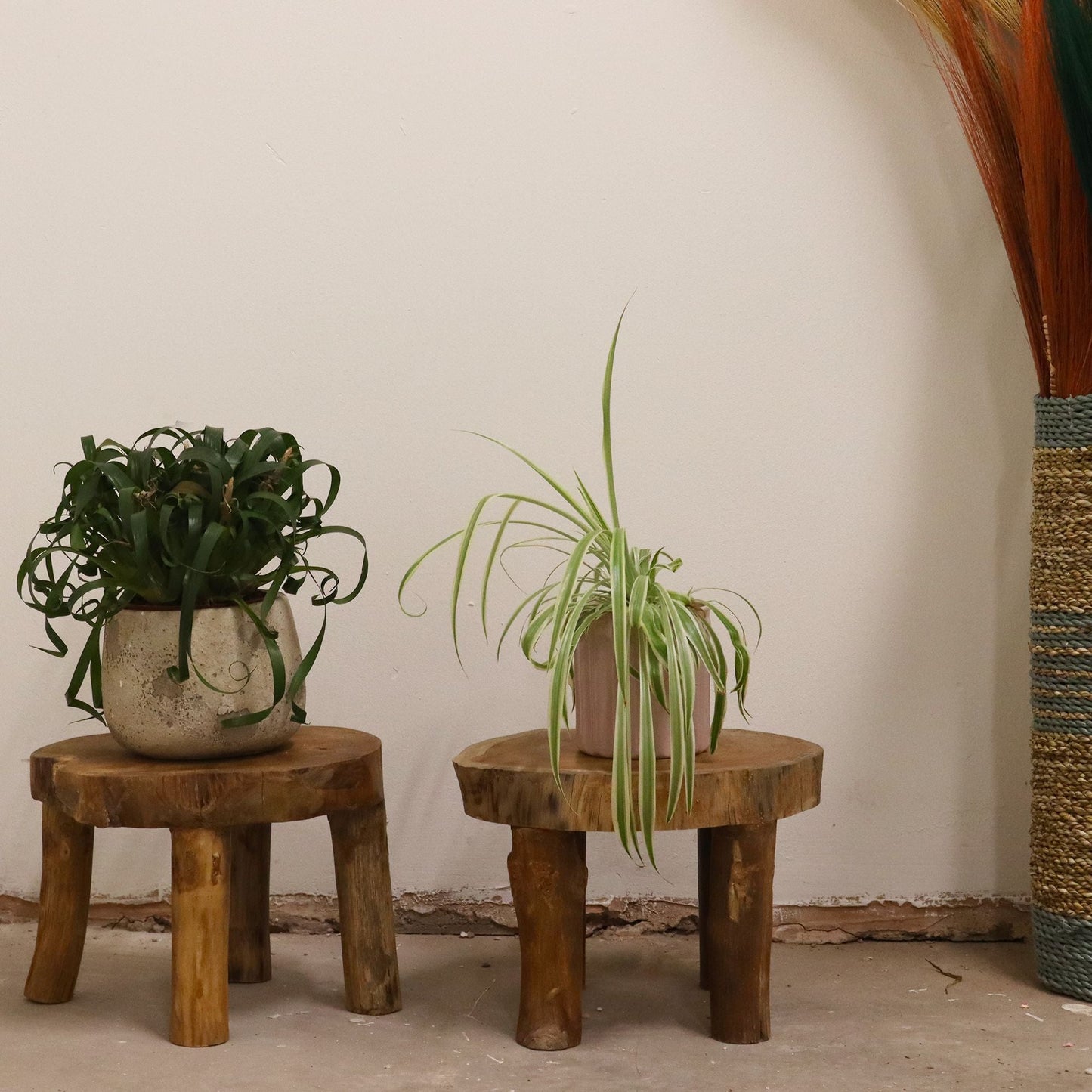 Teak Wood Display Set – 27x20 CM, two round teak stands with potted plants in minimalist interior