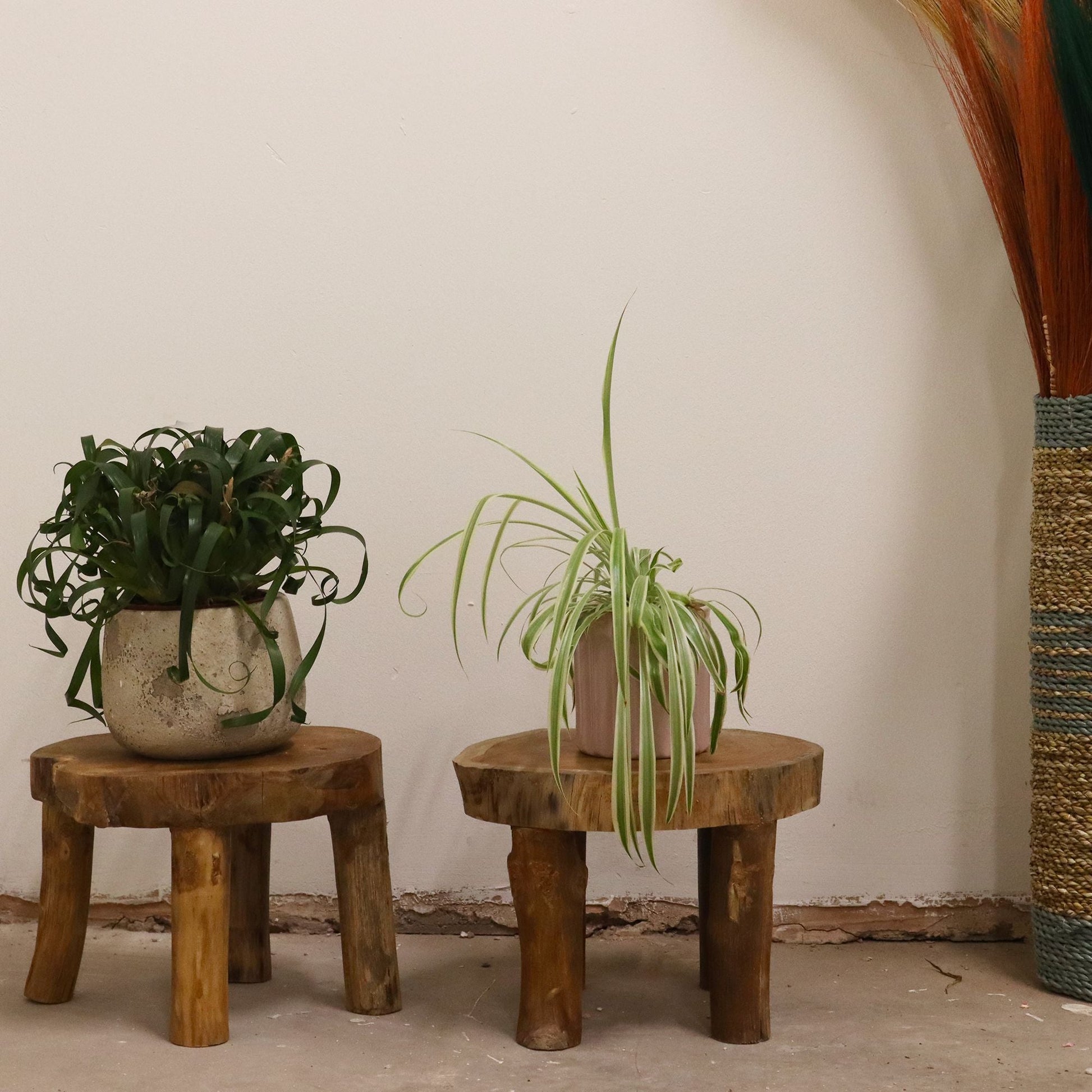 Teak Wood Display Set – 27x20 CM, two round teak stands with potted plants in minimalist interior