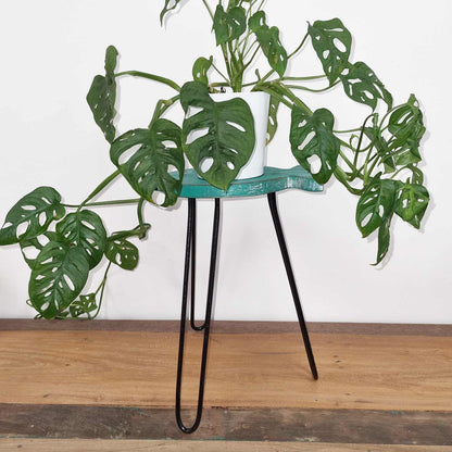 Alt Tag: Turquoise Albasia Wood Plant Stand – 26x19.5x37 CM with white planter on turquoise top and black metal legs